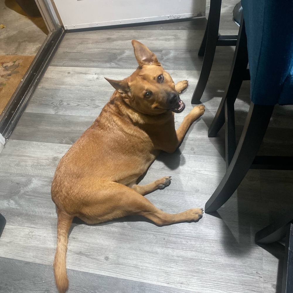 Meet your Posher, Rosie
